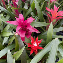 Load image into Gallery viewer, Bromeliad Guzmania- 4&quot; Live Plant - Assorted
