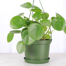 Load image into Gallery viewer, Pilea Peperomioides Hanging Pot - 6&quot; Live Plant
