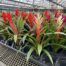 Load image into Gallery viewer, Bromeliad Guzmania- 4&quot; Live Plant - Assorted
