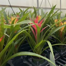 Load image into Gallery viewer, Bromeliad Guzmania- 4&quot; Live Plant - Assorted
