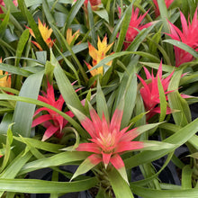 Load image into Gallery viewer, Bromeliad Guzmania- 4&quot; Live Plant - Assorted
