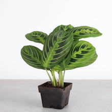 Load image into Gallery viewer, Lemon Lime Prayer Plant - Live Plant: 3&quot; Pot
