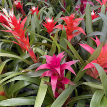 Load image into Gallery viewer, Bromeliad Guzmania- 4&quot; Live Plant - Assorted
