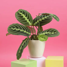 Load image into Gallery viewer, Lemon Lime Prayer Plant - Live Plant: 3&quot; Pot
