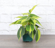 Load image into Gallery viewer, Brazil Philodendron - Live Plant: 3&quot; Pot
