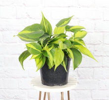 Load image into Gallery viewer, Brazil Philodendron - Live Plant: 3&quot; Pot
