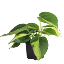 Load image into Gallery viewer, Brazil Philodendron - Live Plant: 3&quot; Pot

