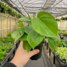 Load image into Gallery viewer, Heartleaf Philodendron - Live Plant: 3&quot; Pot
