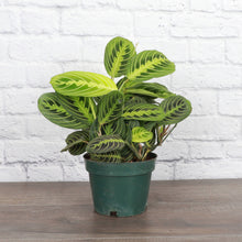 Load image into Gallery viewer, Lemon Lime Prayer Plant - Live Plant: 3&quot; Pot
