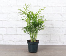 Load image into Gallery viewer, Neanthe Bella Palm, Parlor Palm - Live Plant: 3&quot; Pot
