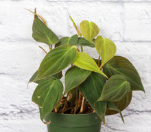 Load image into Gallery viewer, Philodendron Micans - Live Plant: 4&quot; Pot
