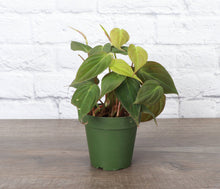 Load image into Gallery viewer, Philodendron Micans - Live Plant: 4&quot; Pot
