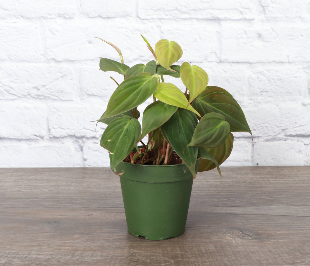 Philodendron Micans - Live Plant: 4