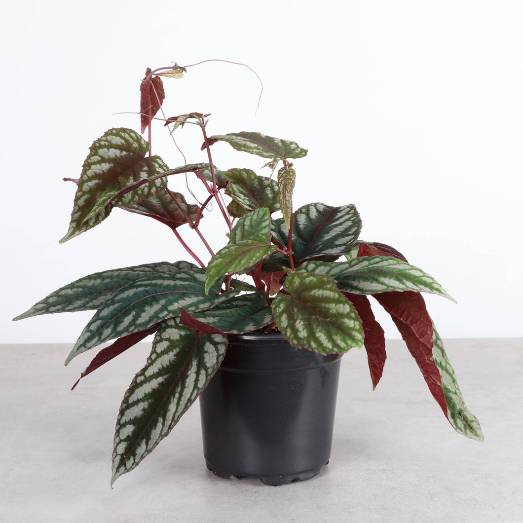 Cissus Discolor - Rex Begonia Vine - Live Plant: 4
