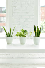 Load image into Gallery viewer, Marble Queen Pothos Plant - Live Plant: 3&quot; Pot
