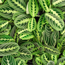 Load image into Gallery viewer, Lemon Lime Prayer Plant - Live Plant: 3&quot; Pot
