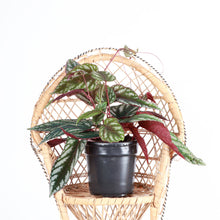 Load image into Gallery viewer, Cissus Discolor - Rex Begonia Vine - Live Plant: 4&quot; Pot
