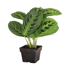 Load image into Gallery viewer, Lemon Lime Prayer Plant - Live Plant: 3&quot; Pot
