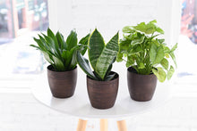 Load image into Gallery viewer, Low Light Houseplant Assortment - 4&quot; Live Plants
