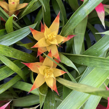 Load image into Gallery viewer, Bromeliad Guzmania- 4&quot; Live Plant - Assorted
