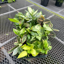 Load image into Gallery viewer, Grower&#39;s Choice Premium Houseplant Assortment - 3&quot; Plants
