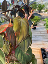 Load image into Gallery viewer, Philodendron Micans - Live Plant: 4&quot; Pot
