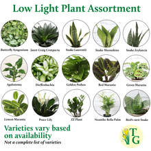 Load image into Gallery viewer, Low Light Houseplant Assortment - 4&quot; Live Plants
