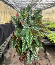 Load image into Gallery viewer, Cissus Discolor - Rex Begonia Vine - Live Plant: 4&quot; Pot
