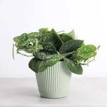 Load image into Gallery viewer, 4&quot; Decorative Ruffled Pot for Plants: Sage
