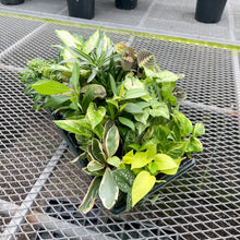 Load image into Gallery viewer, Grower&#39;s Choice Premium Houseplant Assortment - 3&quot; Plants
