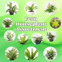 Load image into Gallery viewer, Fern Houseplant Assortment - 4&quot; Live Plants
