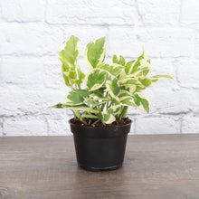 Load image into Gallery viewer, Pearls and Jade Pothos - Live Plant: 3&quot; Pot
