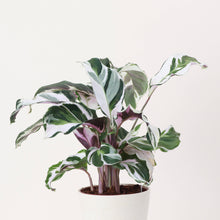 Load image into Gallery viewer, Calathea &#39;Stella&#39; - 4&quot; Live Plant
