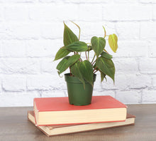 Load image into Gallery viewer, Philodendron Micans - Live Plant: 4&quot; Pot

