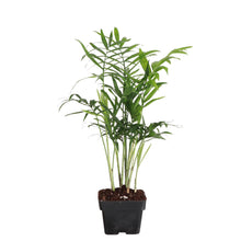 Load image into Gallery viewer, Neanthe Bella Palm, Parlor Palm - Live Plant: 3&quot; Pot
