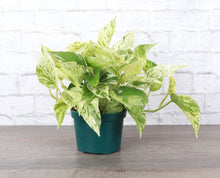 Load image into Gallery viewer, Marble Queen Pothos Plant - Live Plant: 3&quot; Pot
