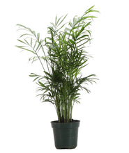 Load image into Gallery viewer, Neanthe Bella Palm, Parlor Palm - Live Plant: 3&quot; Pot
