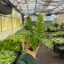 Load image into Gallery viewer, Fern Houseplant Assortment - 4&quot; Live Plants
