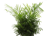 Load image into Gallery viewer, Neanthe Bella Palm, Parlor Palm - Live Plant: 3&quot; Pot
