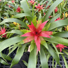 Load image into Gallery viewer, Bromeliad Guzmania- 4&quot; Live Plant - Assorted
