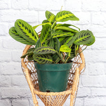 Load image into Gallery viewer, Lemon Lime Prayer Plant - Live Plant: 3&quot; Pot
