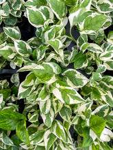Load image into Gallery viewer, Pearls and Jade Pothos - Live Plant: 3&quot; Pot
