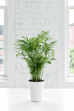 Load image into Gallery viewer, Neanthe Bella Palm, Parlor Palm - Live Plant: 3&quot; Pot
