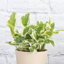 Load image into Gallery viewer, Pearls and Jade Pothos - Live Plant: 3&quot; Pot
